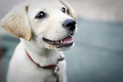 Quando bisogna fare il bagno al cane