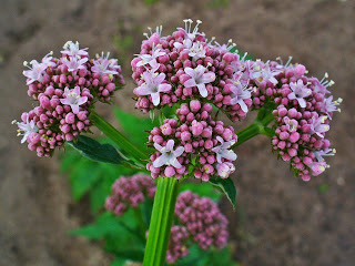 Si può assumere la valeriana in gravidanza?