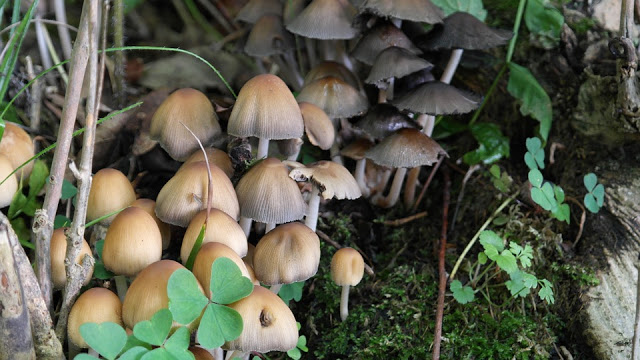 Si possono mangiare i funghi in gravidanza?